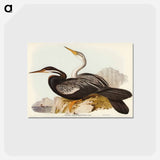 アートポストカード-New Holland Darter
 - オーストラリアの鳥 Postcard.