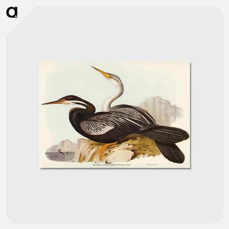 アートポストカード-New Holland Darter
 - オーストラリアの鳥 Postcard.