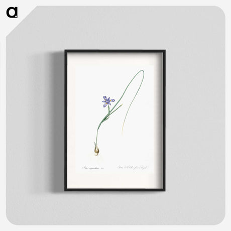 3-10_The-Lilies_blk