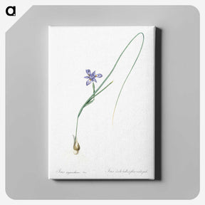 3-10_The-Lilies_canvas