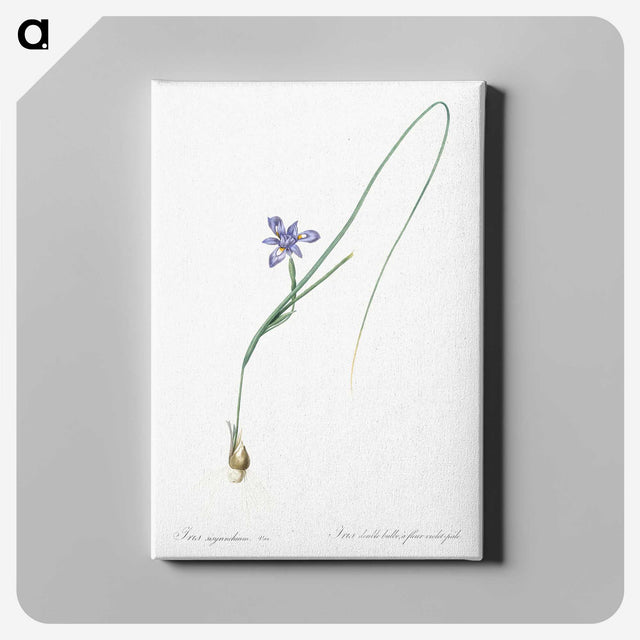 3-10_The-Lilies_canvas