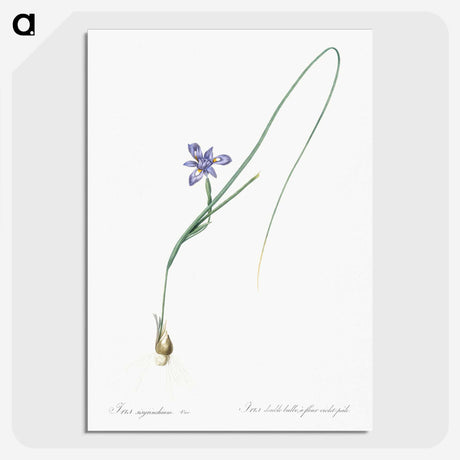 3-10_The-Lilies_picture-crop