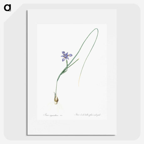 3-10_The-Lilies_picture