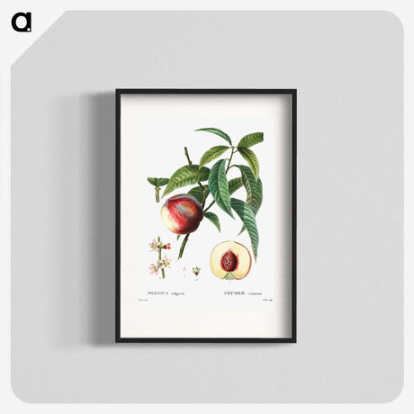 3-10_Treatise-on-Trees-and-Shrubs_blk