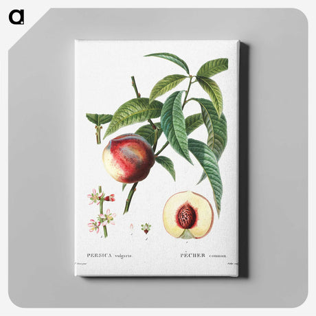 3-10_Treatise-on-Trees-and-Shrubs_canvas