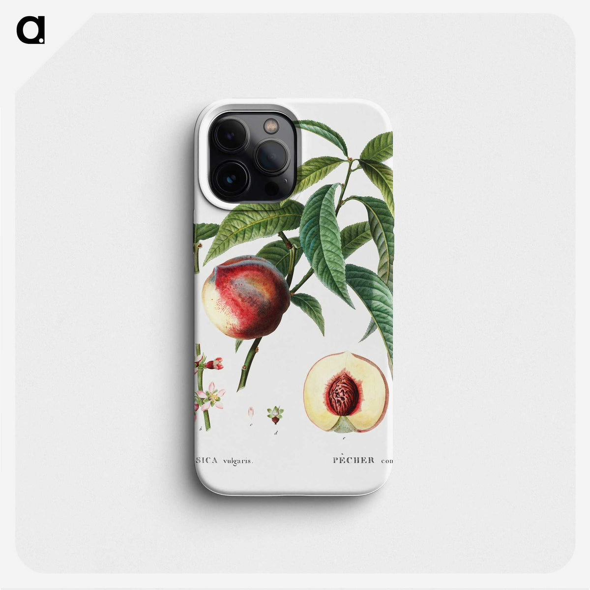 3-10_Treatise-on-Trees-and-Shrubs_phone