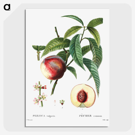 3-10_Treatise-on-Trees-and-Shrubs_picture-crop