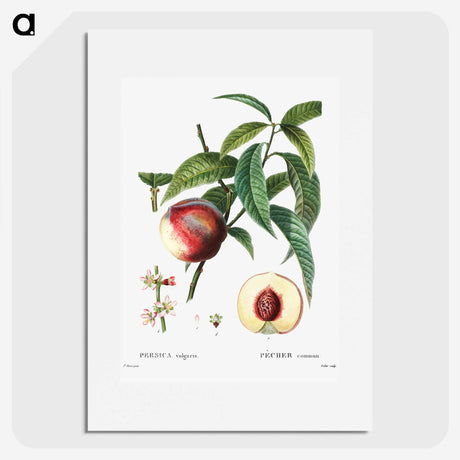 3-10_Treatise-on-Trees-and-Shrubs_picture