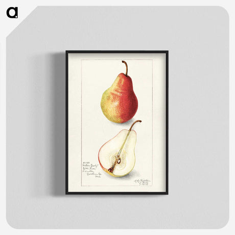 3-10_USDA-Watercolor-Fruit-Painting-Collection_blk-crop
