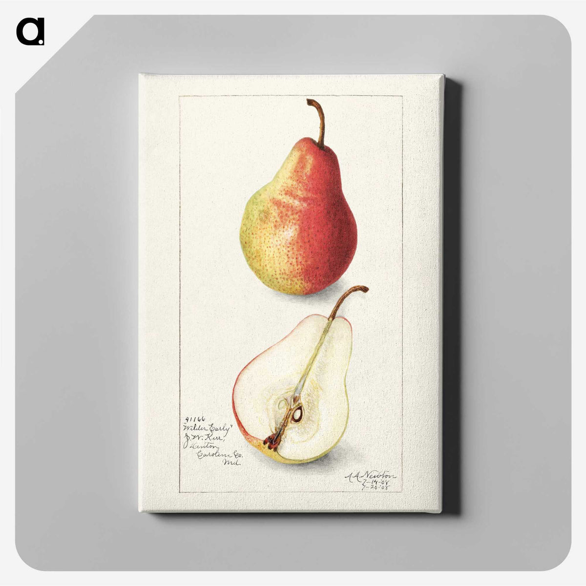 3-10_USDA-Watercolor-Fruit-Painting-Collection_canvas