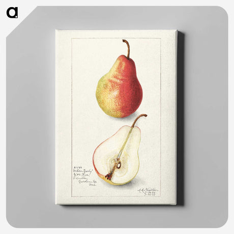 3-10_USDA-Watercolor-Fruit-Painting-Collection_canvas