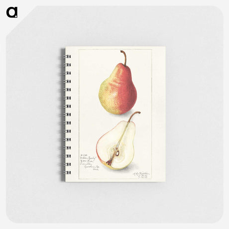 3-10_USDA-Watercolor-Fruit-Painting-Collection_memo