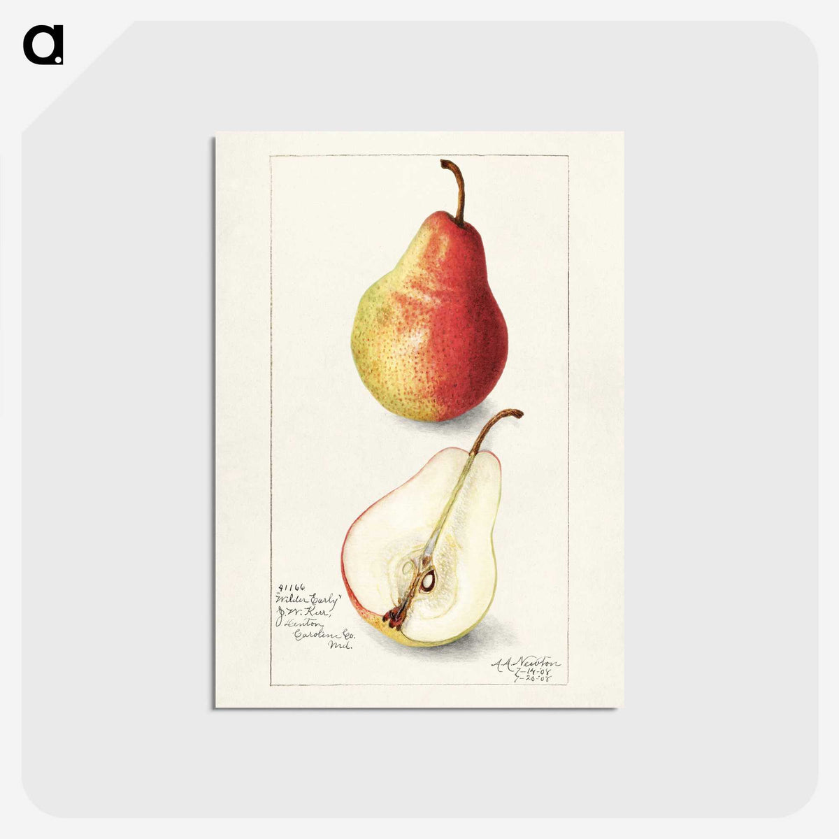 3-10_USDA-Watercolor-Fruit-Painting-Collection_postcard