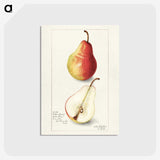 3-10_USDA-Watercolor-Fruit-Painting-Collection_postcard