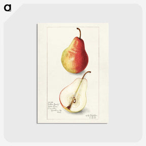 3-10_USDA-Watercolor-Fruit-Painting-Collection_postcard