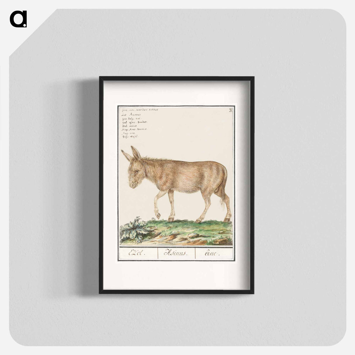 Donkey - アンセルムス ボエティウス デ ブート Poster.