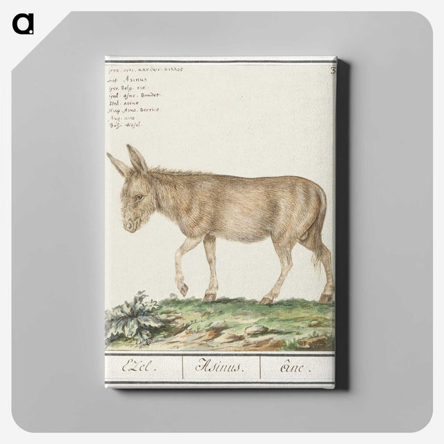 3-11_Anselmus-Boetius-de-Boodt_canvas