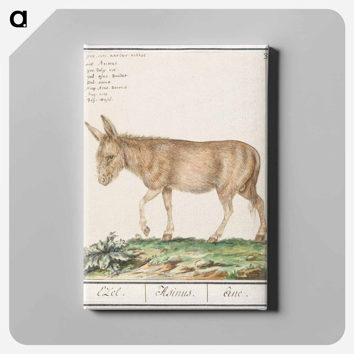 Donkey - アンセルムス ボエティウス デ ブート Canvas.