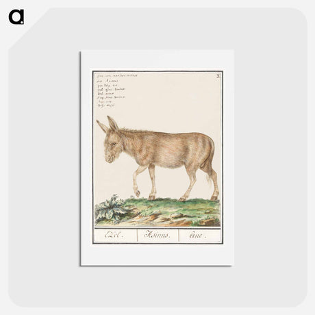 アートポストカード-Donkey - アンセルムス ボエティウス デ ブート Postcard.