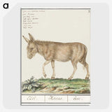 3-11_Anselmus-Boetius-de-Boodt_picture-crop