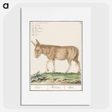 Donkey - アンセルムス ボエティウス デ ブート Poster.