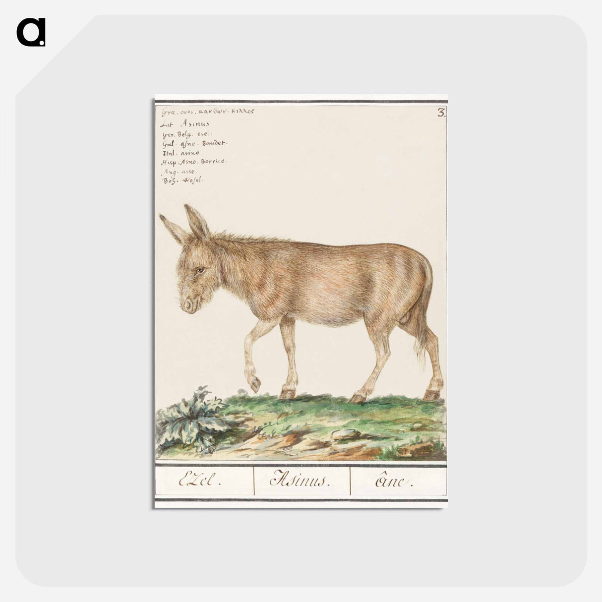 アートポストカード-Donkey - アンセルムス ボエティウス デ ブート Postcard.