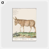 アートポストカード-Donkey - アンセルムス ボエティウス デ ブート Postcard.