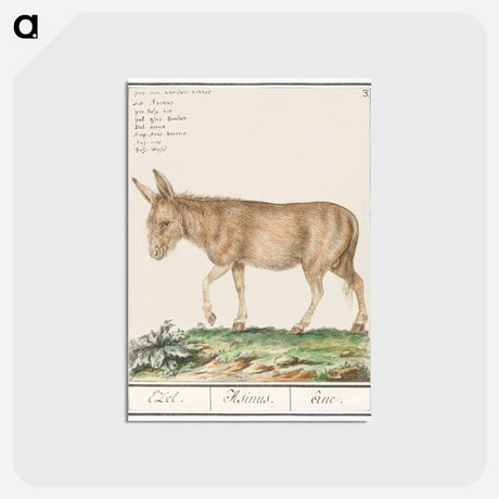アートポストカード-Donkey - アンセルムス ボエティウス デ ブート Postcard.