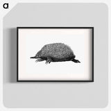 アートポスター-Anteater
 - 大英図書館 Poster.