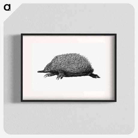 アートポスター-Anteater
 - 大英図書館 Poster.