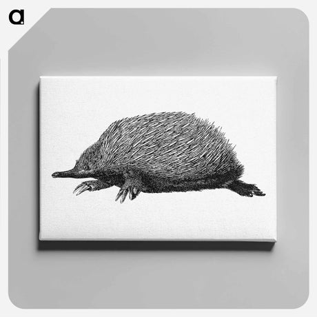アートパネル-Anteater
 - 大英図書館 Canvas.