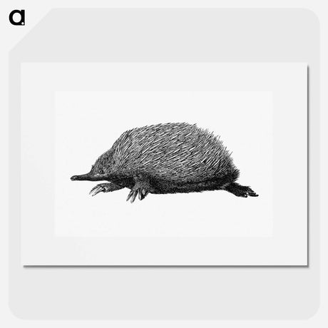 アートポスター-Anteater
 - 大英図書館 Poster.