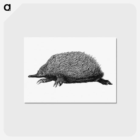 アートポストカード-Anteater
 - 大英図書館 Postcard.