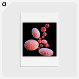 3-11_COVID-19_hagaki