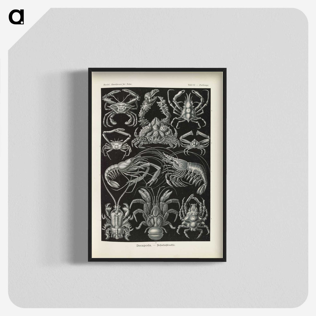3-11_Ernst-Haeckel_blk-crop