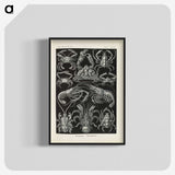 3-11_Ernst-Haeckel_blk-crop