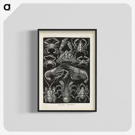 3-11_Ernst-Haeckel_blk-crop