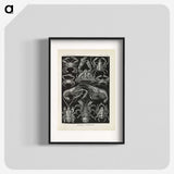3-11_Ernst-Haeckel_blk