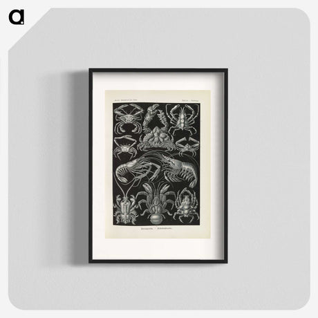 3-11_Ernst-Haeckel_blk