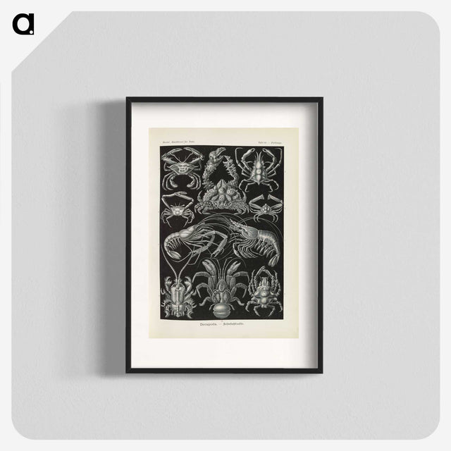 3-11_Ernst-Haeckel_blk