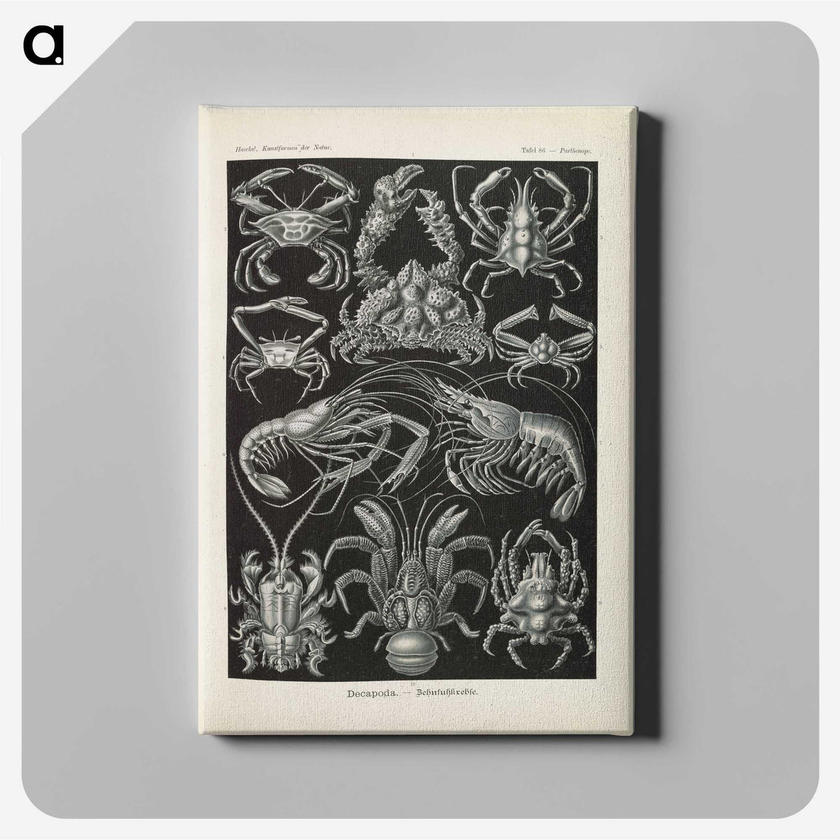 3-11_Ernst-Haeckel_canvas
