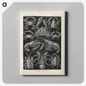3-11_Ernst-Haeckel_canvas
