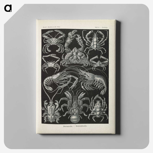3-11_Ernst-Haeckel_canvas