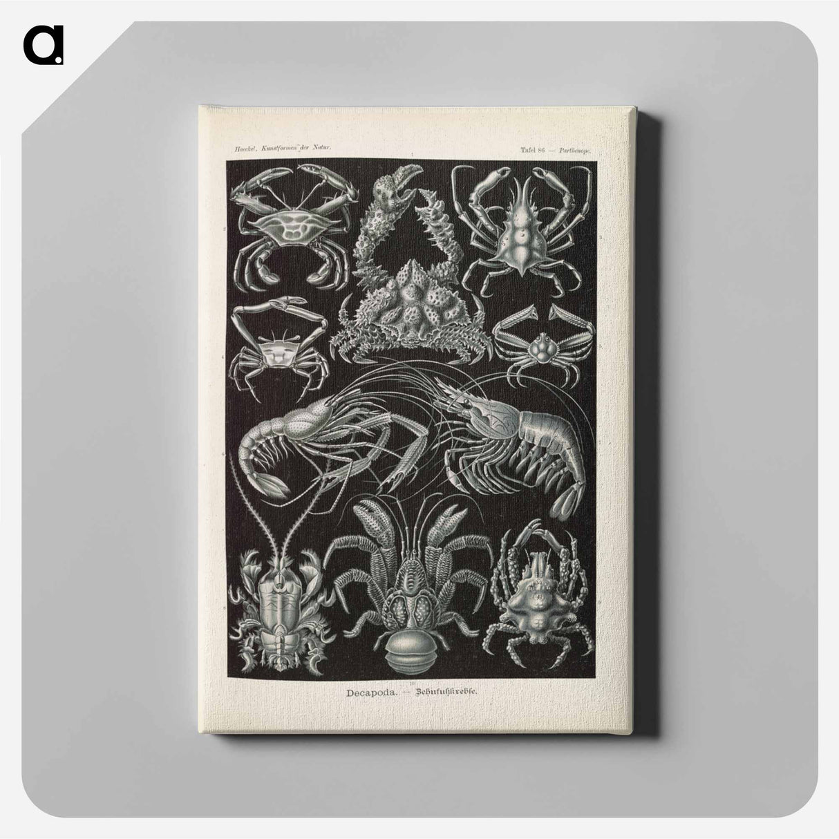 Marine life illustration - エルンスト ヘッケル Canvas.