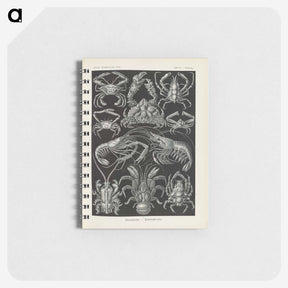 3-11_Ernst-Haeckel_memo