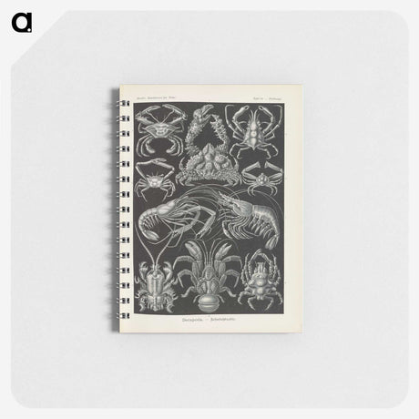 3-11_Ernst-Haeckel_memo