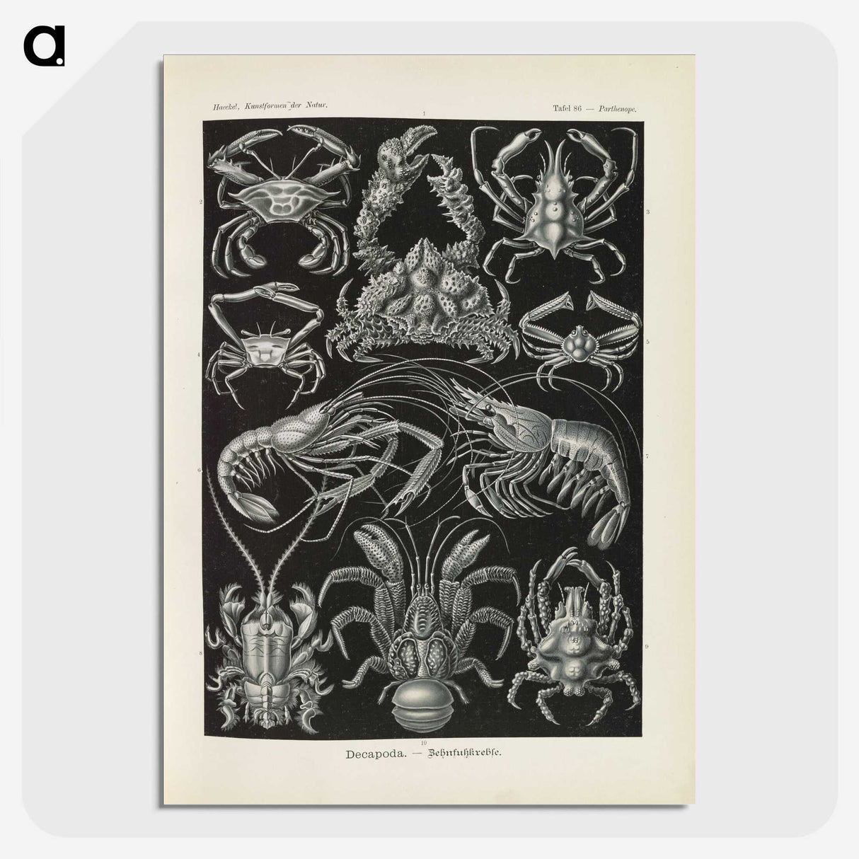 3-11_Ernst-Haeckel_picture-crop