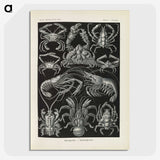 3-11_Ernst-Haeckel_picture-crop