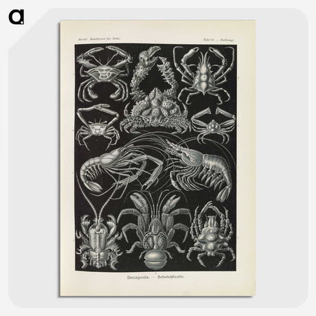 3-11_Ernst-Haeckel_picture-crop