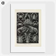 3-11_Ernst-Haeckel_picture